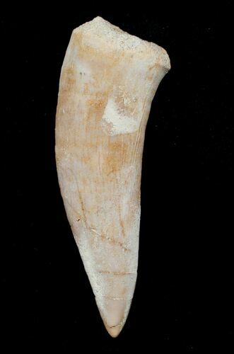 Inch Enchodus Tooth - Extinct Bony Fish #3412